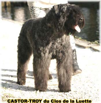 bouvier des flandres du clos de la luette - copyright déposé